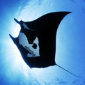 andaman manta ray