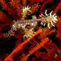 paradise island ghost piepfish