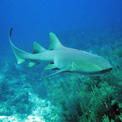andaman shark