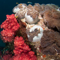 koh phra thong coral